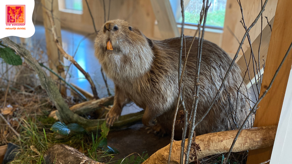 De wereld van zoogdieren - gezinsbelevingsdag